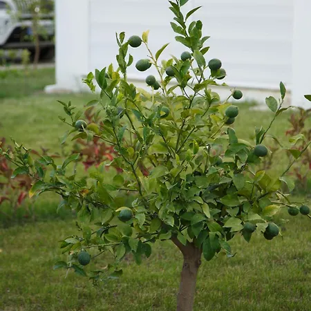 Artlife Figa с видом на море