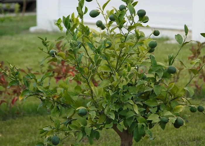 Artlife Figa с видом на море